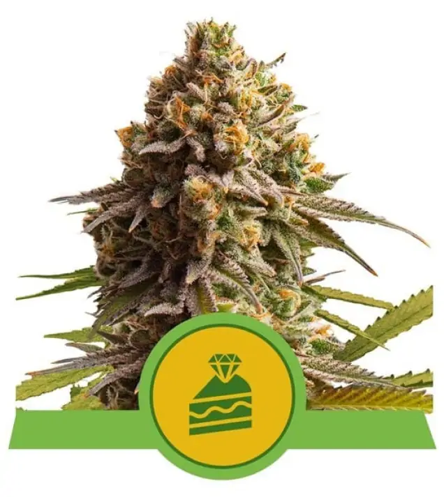 Wedding Cake Auto – Royal Queen Seeds Wedding Cake Auto – Royal Queen Seeds