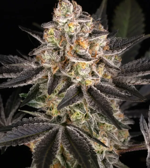White Runtz – Barney's Farm White Runtz – Barney's Farm