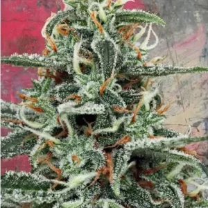 White Widow – Ministry of Cannabis