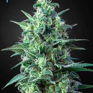 White Widow Auto CBD – Green House Seeds