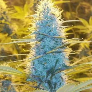 AK-48 – Nirvana