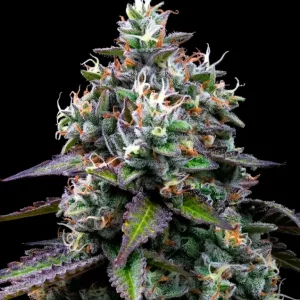 Zoap – Barney's Farm