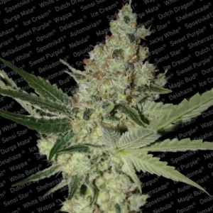 Acid – Paradise Seeds