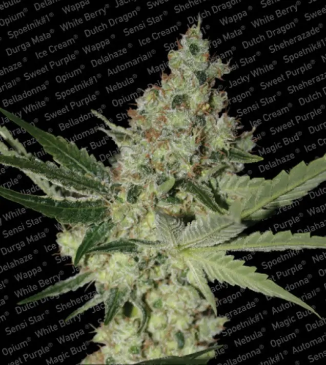 Acid – Paradise Seeds Acid – Paradise Seeds