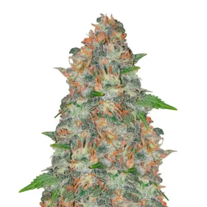 Afghan Kush Auto – Dutch Genetics