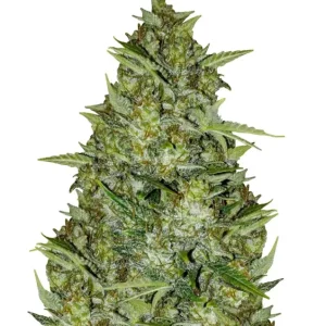 AK-44 Auto – Dutch Genetics