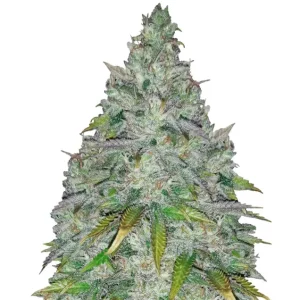 AK-47 – Dutch Genetics