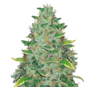 AK-47 Auto – Dutch Genetics