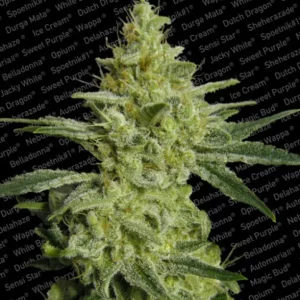 Allkush – Paradise Seeds