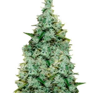 Amnesia Fast – Dutch Genetics