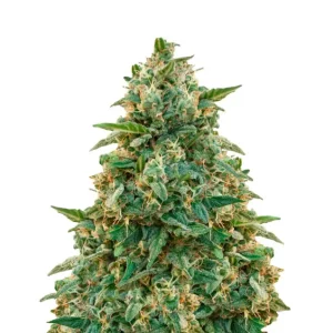 Amnesia Haze – Dutch Genetics