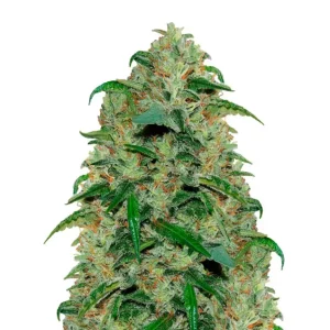 Amnesia Haze Auto – Dutch Genetics