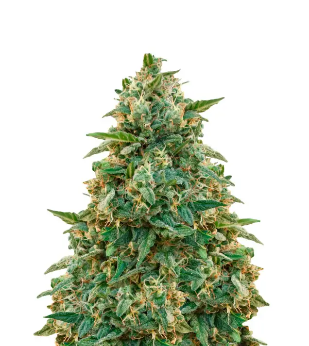 Amnesia Haze – Dutch Genetics Amnesia Haze – Dutch Genetics