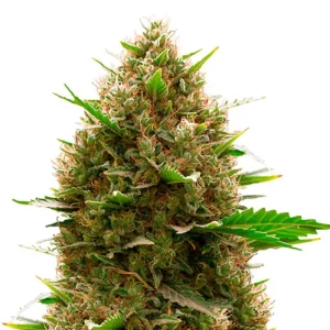 Amnesia Kush Auto – Dutch Genetics