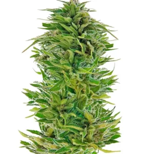Amnesia Lemon – Dutch Genetics