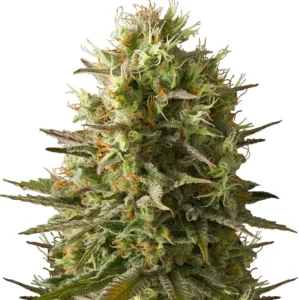 Amnesia Original – Dutch Genetics