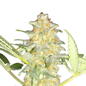 Amnesia Original Fast – Dutch Genetics