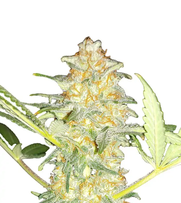 Amnesia Original Fast – Dutch Genetics Amnesia Original Fast – Dutch Genetics