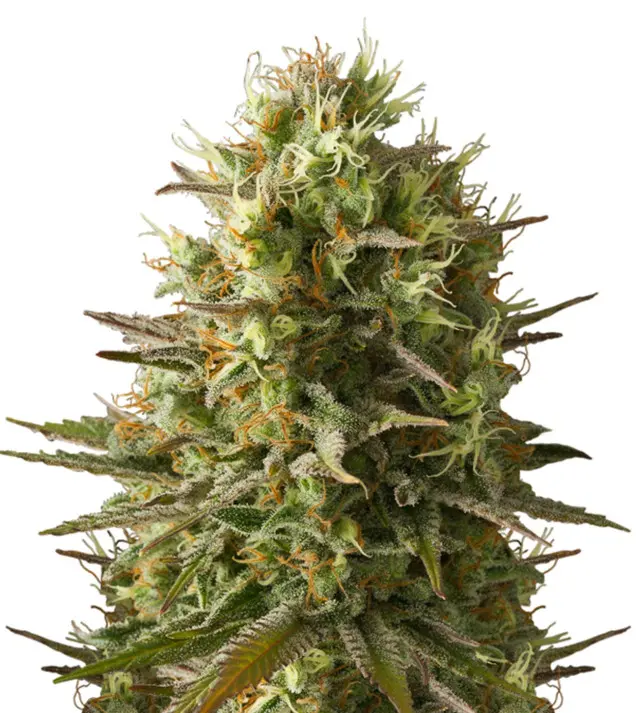 Amnesia Original – Dutch Genetics Amnesia Original – Dutch Genetics