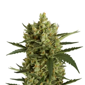Amnesia XXL Auto – Dutch Genetics