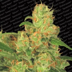 Acid Auto – Paradise Seeds