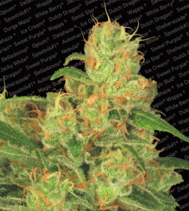 Acid Auto – Paradise Seeds Acid Auto – Paradise Seeds