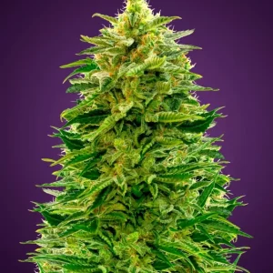 Amnesia Auto – Advanced Seeds