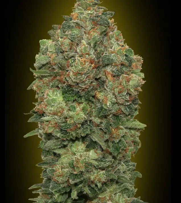 Critical Soma Auto – Advanced Seeds Critical Soma Auto – Advanced Seeds