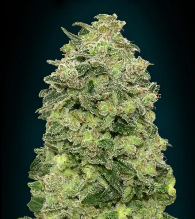 Afghan Skunk Auto – Advanced Seeds Afghan Skunk Auto – Advanced Seeds