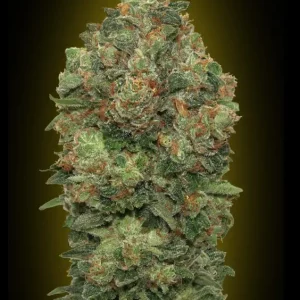 Critical Mass Auto – Advanced Seeds