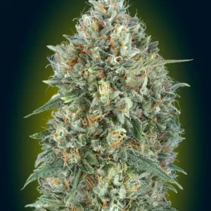 Gelato #33 Auto – Advanced Seeds