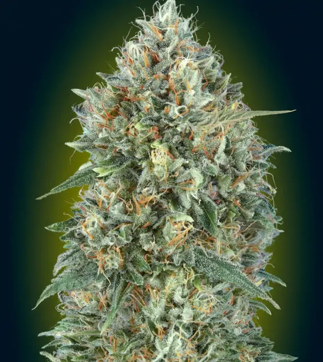 Gelato #33 Auto – Advanced Seeds Gelato #33 Auto – Advanced Seeds