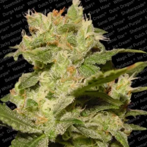 Jack Auto – Paradise Seeds