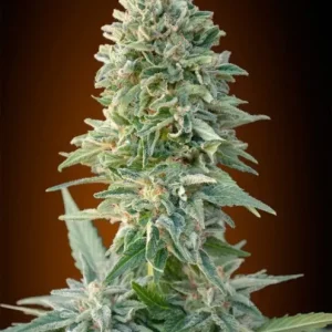 Jack Herer Auto – Advanced Seeds