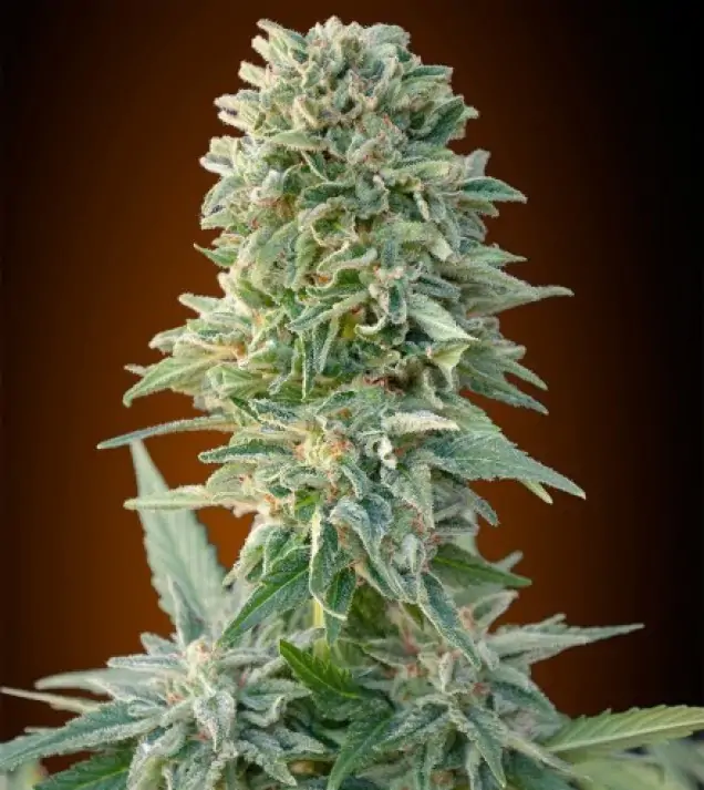 Jack Herer Auto – Advanced Seeds Jack Herer Auto – Advanced Seeds