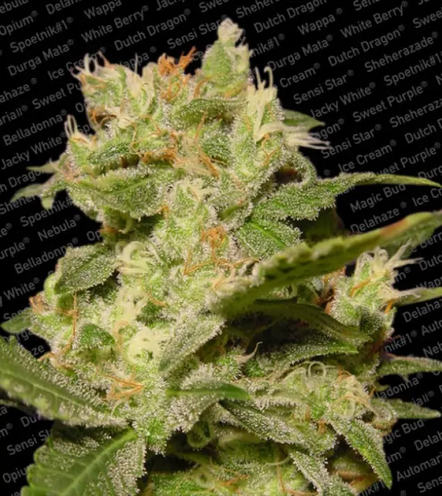 Jack Auto – Paradise Seeds Jack Auto – Paradise Seeds