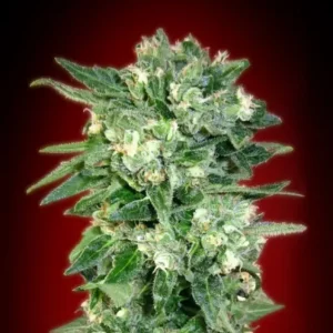 Kaya 47 Auto – Advanced Seeds