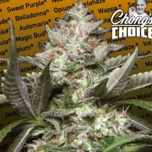 Kong 4 Auto – Paradise Seeds