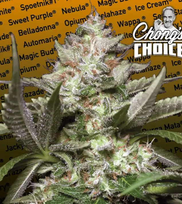 Kong 4 Auto – Paradise Seeds Kong 4 Auto – Paradise Seeds