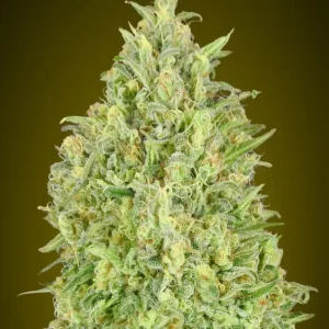 Pineapple Glue Auto – Advanced Seeds