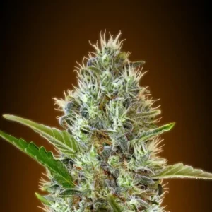 Somango Auto – Advanced Seeds