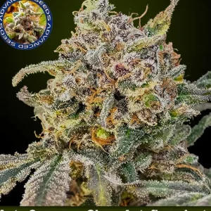 Somango Glue Auto – Advanced Seeds
