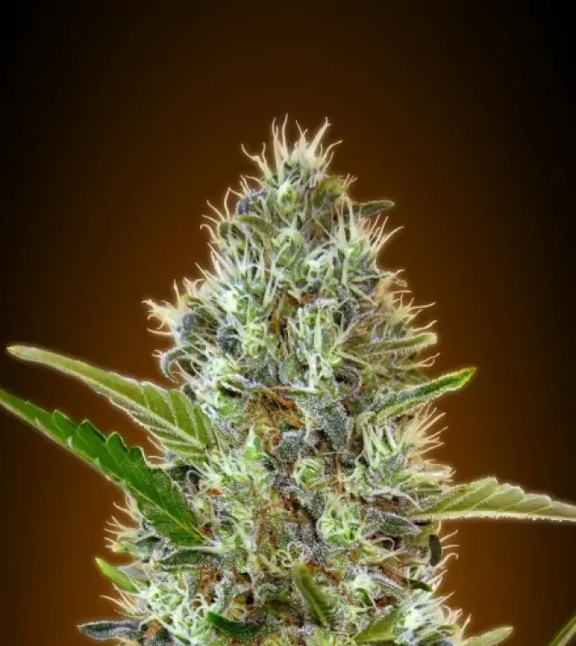 Somango Auto – Advanced Seeds Somango Auto – Advanced Seeds