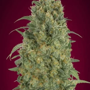 Strawberry Gum Auto – Advanced Seeds