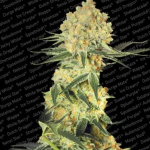 Wappa Auto – Paradise Seeds