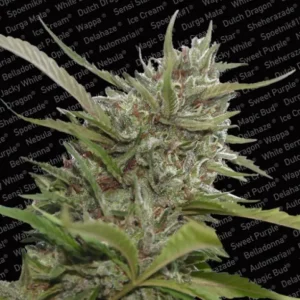 White Berry Auto – Paradise Seeds