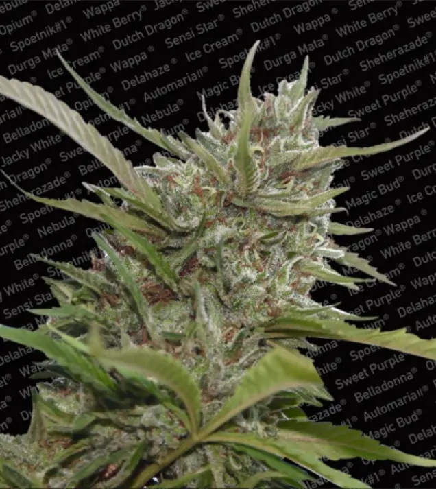 White Berry Auto – Paradise Seeds White Berry Auto – Paradise Seeds