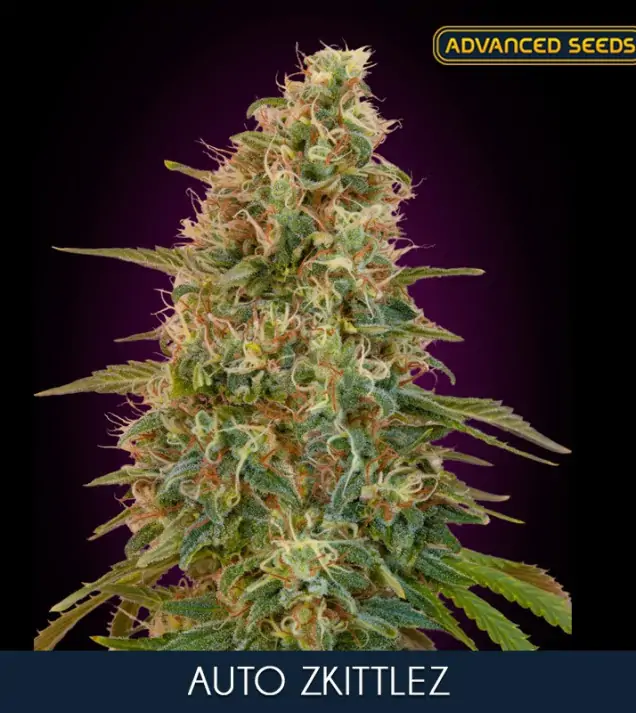 Zkittlez Auto – Advanced Seeds Zkittlez Auto – Advanced Seeds