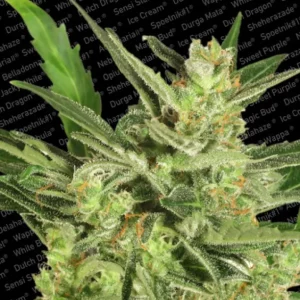 Automaria II – Paradise Seeds