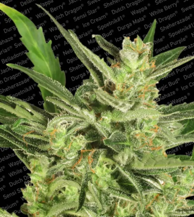 Automaria II – Paradise Seeds Automaria II – Paradise Seeds